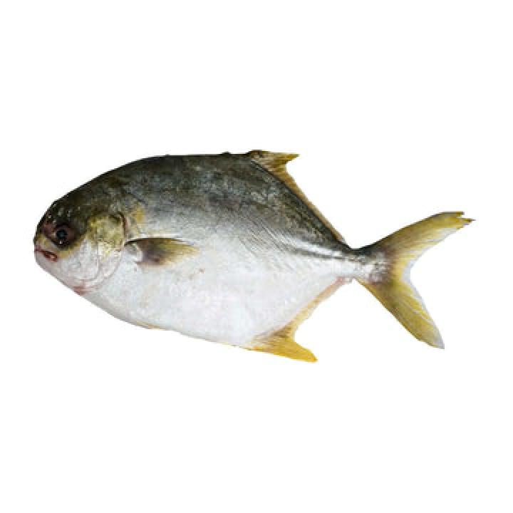 Pampano